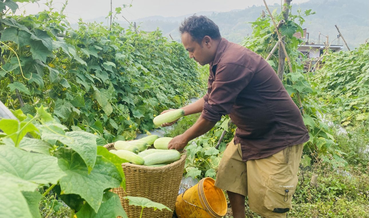 कृषिबाटै वार्षिक २५ लाख आम्दानी, माथागढीको अनुदानले उत्साहित